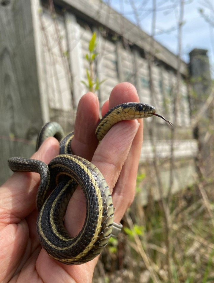 Butler's Garter Snake